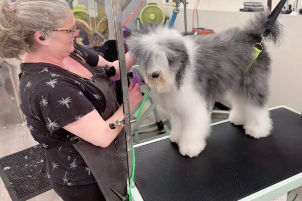 Why Pet Grooming in San Diego Is More Than Just a Trend Pet Grooming san diego