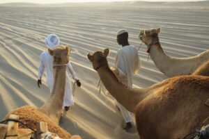 Watch camel racing live Qatar