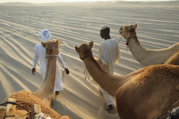 Watch camel racing live Qatar