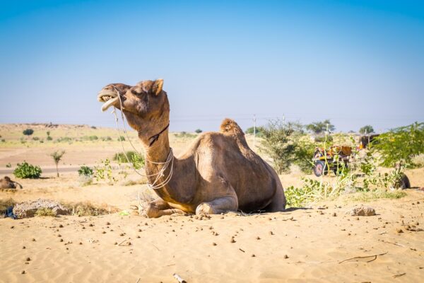 Unforgettable Jaisalmer Camel Safari Tours Adventure Awaits jaisalmer camel safari tours