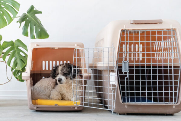 Choosing the Right Pets at Home Dog Cage Small for Comfort and Safety pets at home dog cage small