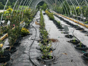 caney creek nursery
