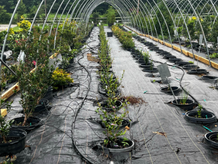 caney creek nursery